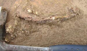 Una peculiar mand&iacute;bula f&oacute;sil permite descubrir un tetr&aacute;podo de hace 275 millones de a&ntilde;os