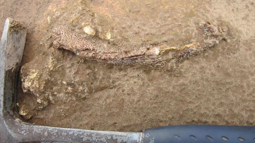 Una peculiar mandíbula fósil permite descubrir un tetrápodo de hace 275 millones de años Una peculiar mandíbula fósil permite descubrir un tetrápodo de hace 275 millones de años