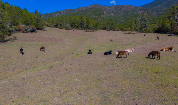 El "d&eacute;j&agrave; vu" del valle del Tetero: persiste la ganader&iacute;a en un parque nacional