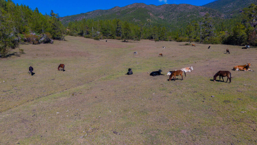 El "d&eacute;j&agrave; vu" del valle del Tetero: persiste la ganader&iacute;a en un parque nacional