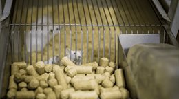 Prueban con &eacute;xito en ratones una inmunoterapia celular para tratar el alzh&eacute;imer