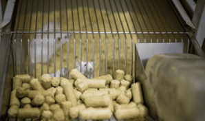 Prueban con &eacute;xito en ratones una inmunoterapia celular para tratar el alzh&eacute;imer