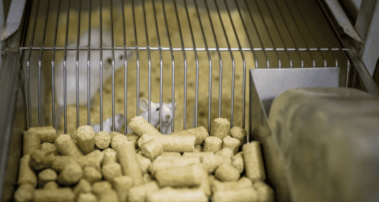 Prueban con &eacute;xito en ratones una inmunoterapia celular para tratar el alzh&eacute;imer