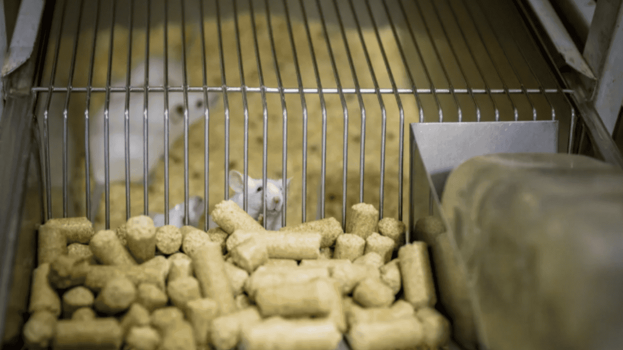 Prueban con éxito en ratones una inmunoterapia celular para tratar el alzhéimer