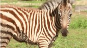 Una nueva cebra de Grant se suma al Zool&oacute;gico Nacional