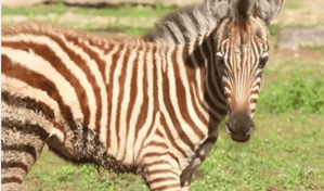 Una nueva cebra de Grant se suma al Zool&oacute;gico Nacional