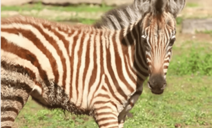 Una nueva cebra de Grant se suma al Zool&oacute;gico Nacional