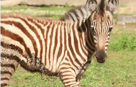 Una nueva cebra de Grant se suma al Zool&oacute;gico Nacional