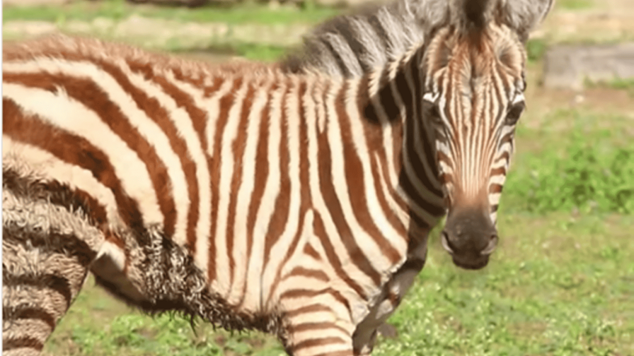 Una nueva cebra de Grant se suma al Zool&oacute;gico Nacional