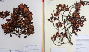 Oficializan nueva especie de &aacute;rbol en Panam&aacute;, pero ya est&aacute; en peligro de extinci&oacute;n