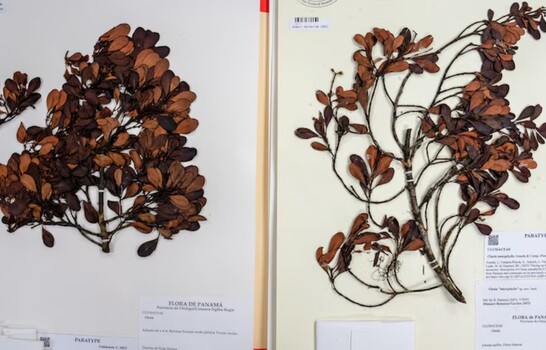 Oficializan nueva especie de &aacute;rbol en Panam&aacute;, pero ya est&aacute; en peligro de extinci&oacute;n