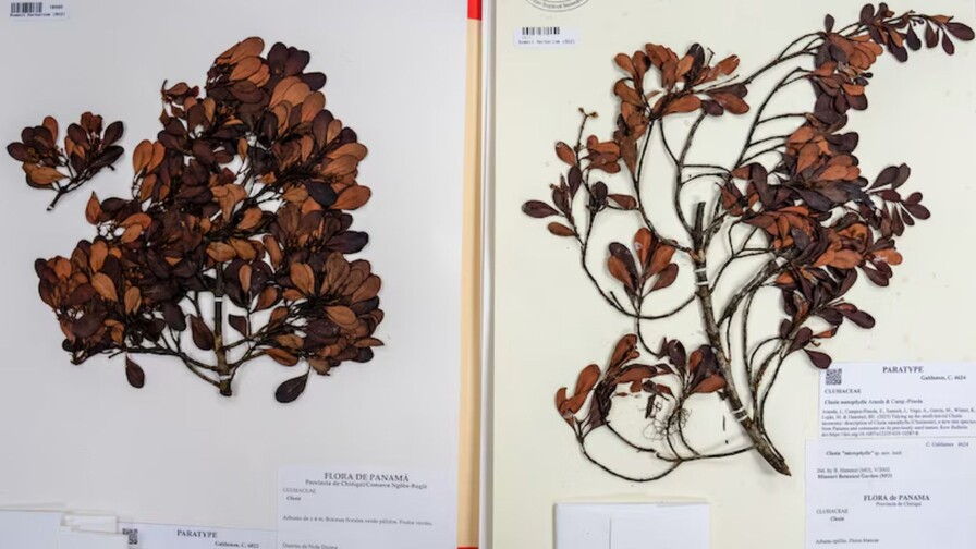 Oficializan nueva especie de &aacute;rbol en Panam&aacute;, pero ya est&aacute; en peligro de extinci&oacute;n