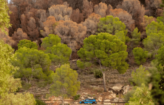 Los &aacute;rboles adaptados a la falta de agua ser&aacute;n m&aacute;s vulnerables a sequ&iacute;as, seg&uacute;n un estudio