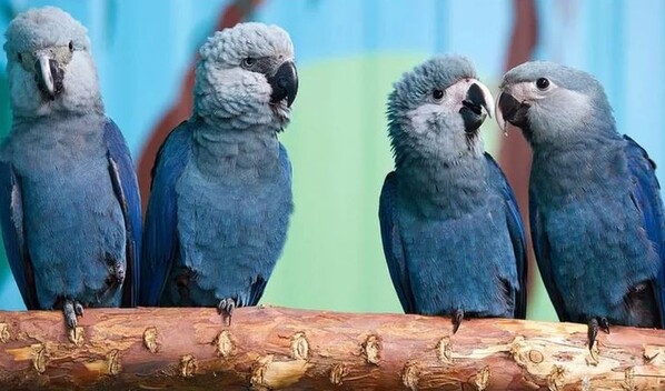 Logran la reproducci&oacute;n asistida de dos guacamayos azules en Per&uacute;