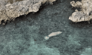 Liberan exitosamente en Bayah&iacute;be al manat&iacute; Jean Pedro tras m&aacute;s de dos a&ntilde;os de rehabilitaci&oacute;n