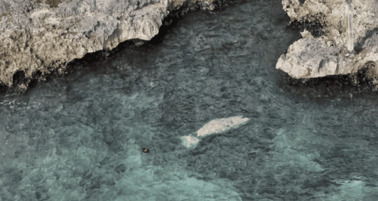 Liberan exitosamente en Bayah&iacute;be al manat&iacute; Jean Pedro tras m&aacute;s de dos a&ntilde;os de rehabilitaci&oacute;n