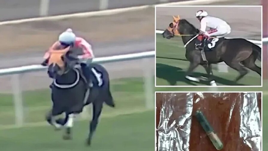 Un chip en el plato revela el uso de carne de un caballo de carreras en un comedor social