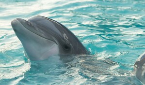 Estudio detecta contaminantes de dispositivos electr&oacute;nicos en delfines de Hong Kong