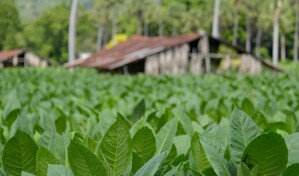 El &aacute;rea cultivada de tabaco en el pa&iacute;s pasa de menos de 100 mil a 150 mil tareas