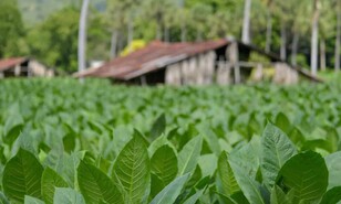 El &aacute;rea cultivada de tabaco en el pa&iacute;s pasa de menos de 100 mil a 150 mil tareas