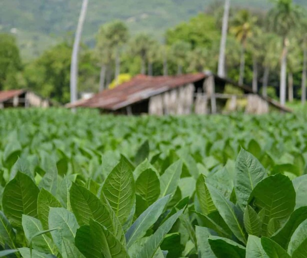 El &aacute;rea cultivada de tabaco en el pa&iacute;s pasa de menos de 100 mil a 150 mil tareas