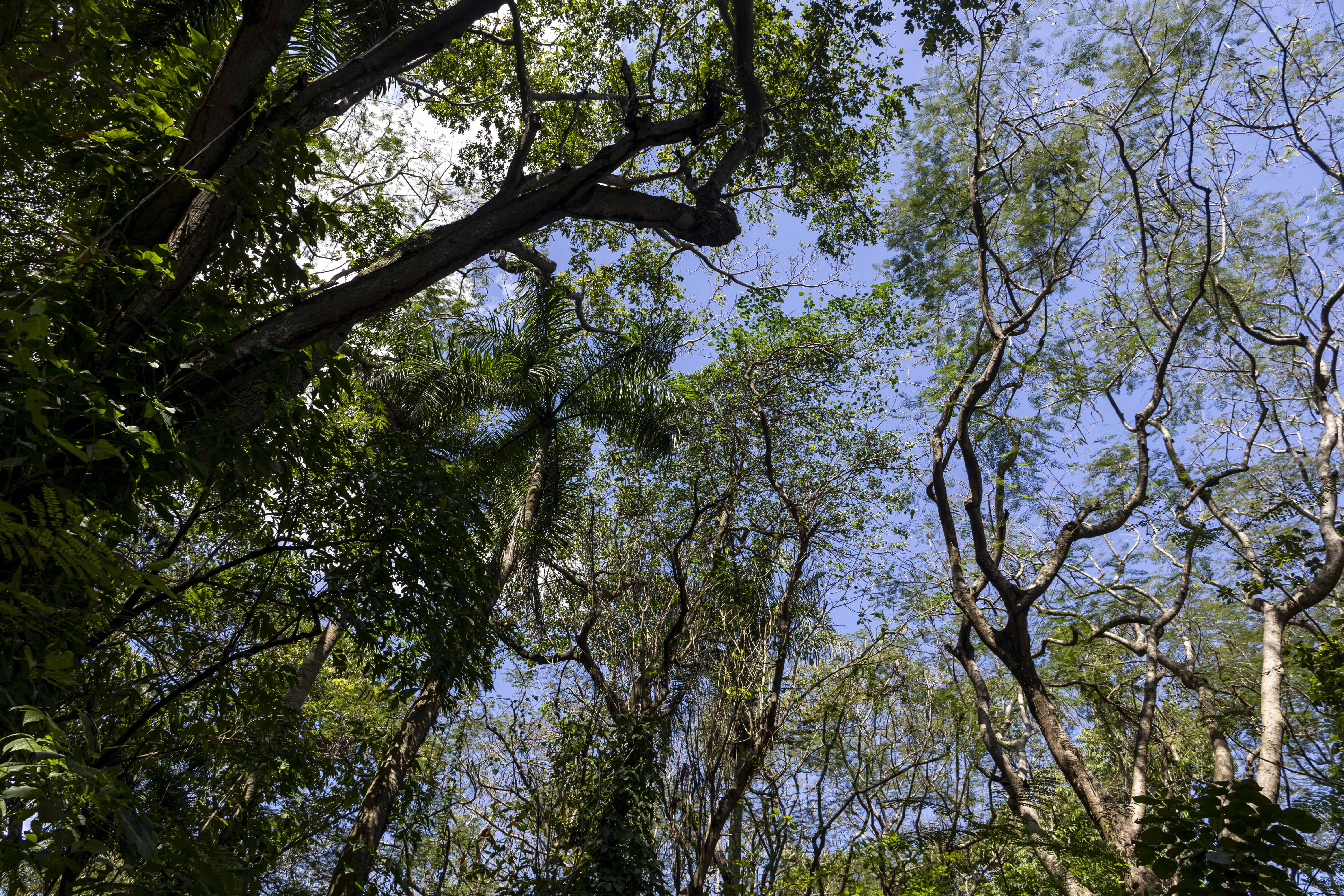 Los árboles son de gran tamaño y aportan sombra.