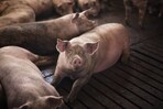 El Gobierno descarta sacrificar cerdos para erradicar la peste porcina en RD El Gobierno descarta sacrificar cerdos para erradicar la peste porcina en RD