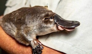 El ornitorrinco es a&uacute;n m&aacute;s raro de lo que se pensaba, afirman los cient&iacute;ficos