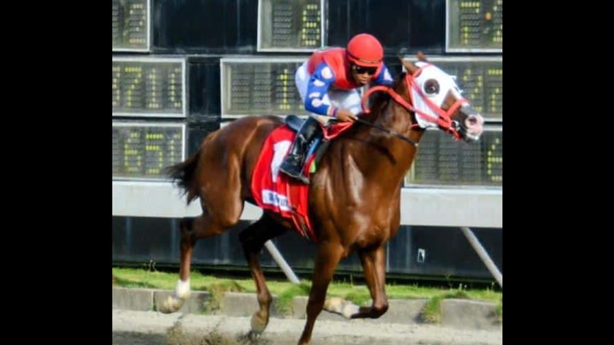 Caballo Grace From Above reaparecerá este sábado en el Quinto Centenario Caballo Grace From Above reaparecerá este sábado en el Quinto Centenario