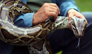 El secreto que esconden las pitones y que podr&iacute;a ofrecer claves para la p&eacute;rdida de peso