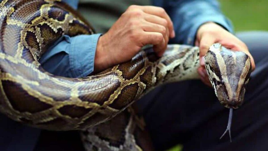 El secreto que esconden las pitones y que podr&iacute;a ofrecer claves para la p&eacute;rdida de peso