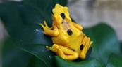 M&aacute;s cerca del regreso de la casi extinta rana dorada a su h&aacute;bitat natural en Panam&aacute;