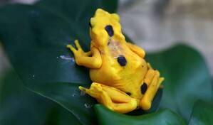 Más cerca del regreso de la casi extinta rana dorada a su hábitat natural en Panamá