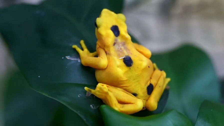 Más cerca del regreso de la casi extinta rana dorada a su hábitat natural en Panamá