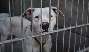 Masivo rescate de perros y gatos en Los &Aacute;ngeles apunta a ser al mayor caso en EE. UU.