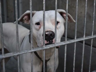 Rescate animal Los Ángeles: operativo masivo de perros y gatos