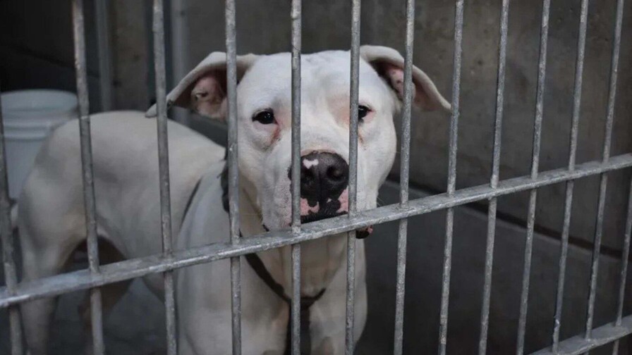 Masivo rescate de perros y gatos en Los Ángeles apunta a ser al mayor caso en EE. UU. Masivo rescate de perros y gatos en Los Ángeles apunta a ser al mayor caso en EE. UU.