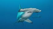 Tiburones y hienas: la COP15 eval&uacute;a incluir 42 nuevas especies migratorias bajo protecci&oacute;n