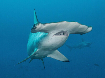 La COP15 evalúa incluir 42 nuevas especies migratorias bajo protección