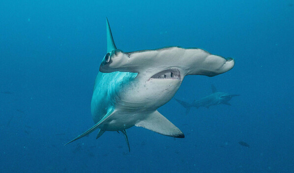 Tiburones y hienas: la COP15 eval&uacute;a incluir 42 nuevas especies migratorias bajo protecci&oacute;n