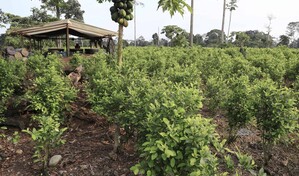 Colombia captura a tres presuntos narcotraficantes pedidos en extradici&oacute;n por EE.UU.