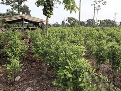 Colombia captura tres presuntos narcos pedidos extradición EE.UU.