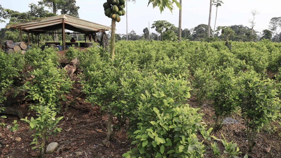 Colombia captura a tres presuntos narcotraficantes pedidos en extradición por EE.UU. Colombia captura a tres presuntos narcotraficantes pedidos en extradición por EE.UU.
