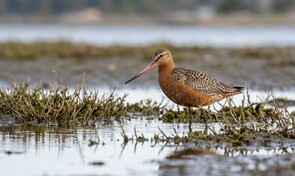 &iquest;Puede el mundo salvar el ave costera que vuela 30,000 kil&oacute;metros por a&ntilde;o?