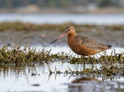 La ave costera migratoria enfrenta riesgos en su travesía anual