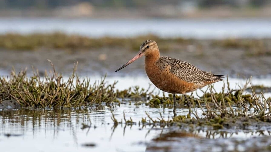 &iquest;Puede el mundo salvar el ave costera que vuela 30,000 kil&oacute;metros por a&ntilde;o?