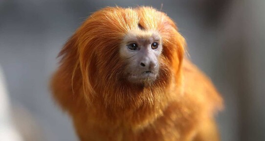 Nace en un zoo de Francia un mono dorado, el primero fuera de Asia