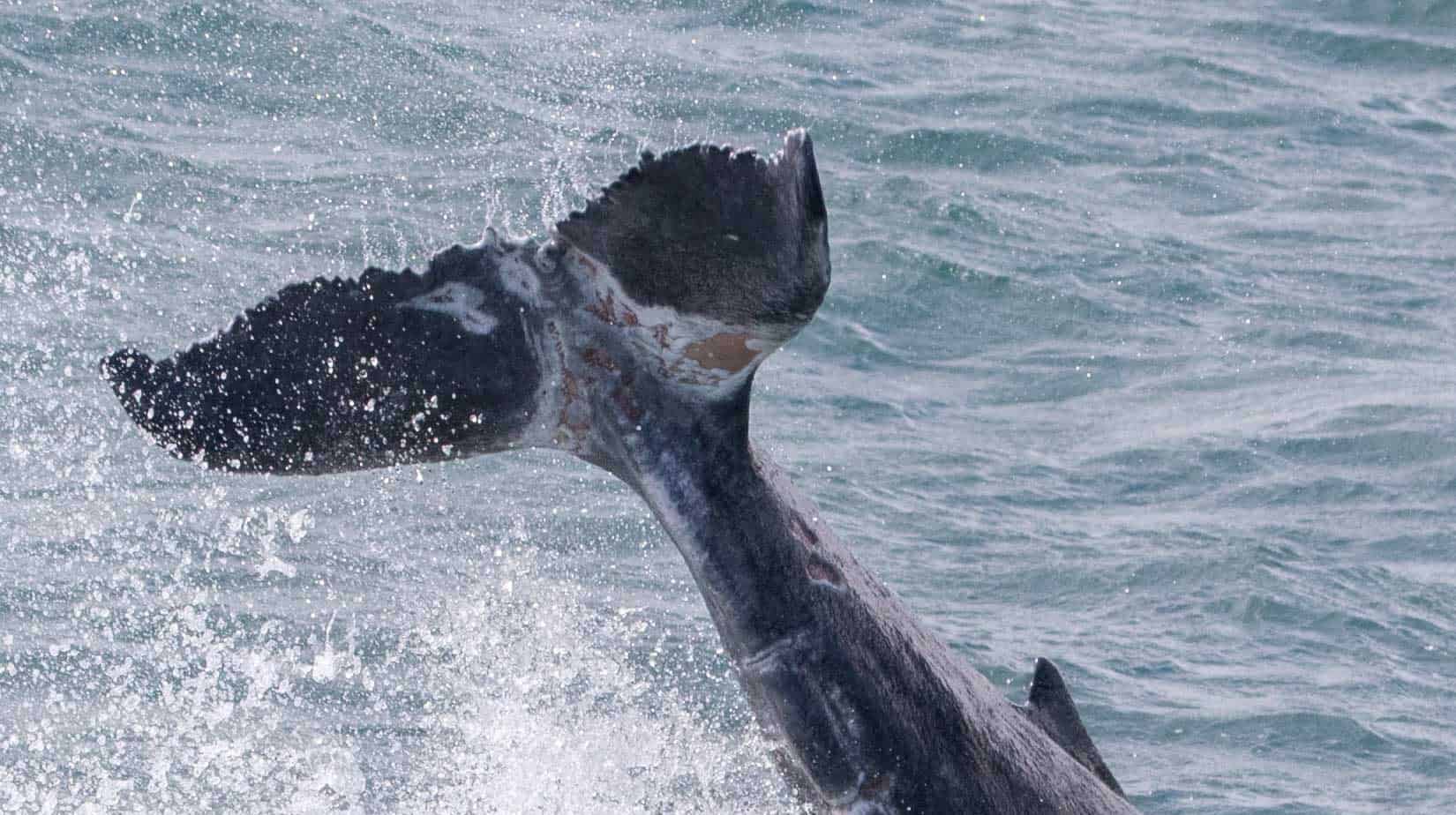 [object HTMLTextAreaElement]