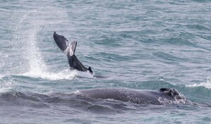 Ballenas heridas y redes ilegales en Saman&aacute; evidencian retos en el santuario marino