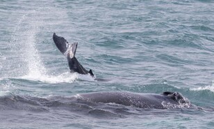 Ballenas heridas y redes ilegales en Saman&aacute; evidencian retos en el santuario marino